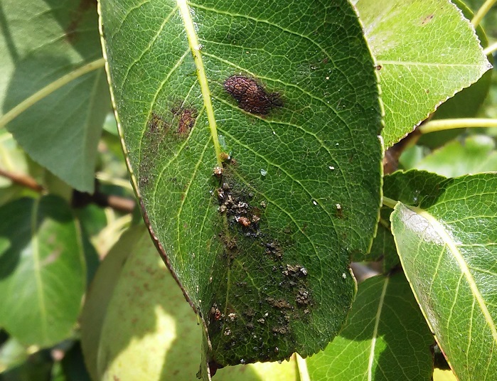Lusosem e COTHN discutem estratégias para o controlo de pragas da pereira e da macieira